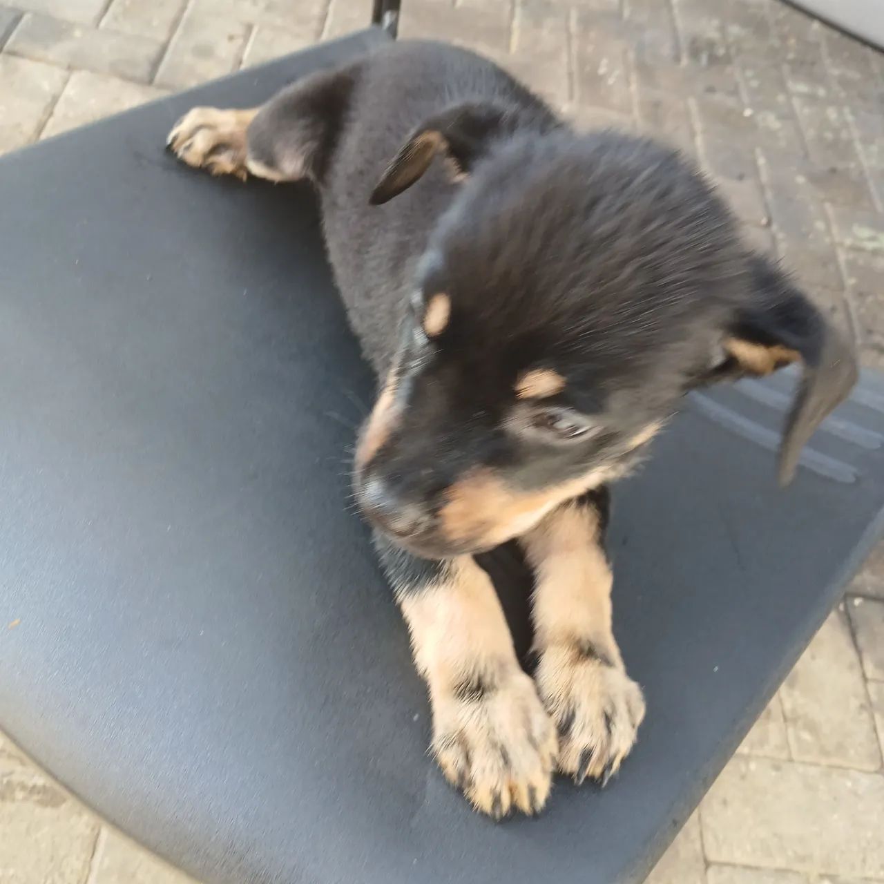 Cachorro pra vender - Foto 2