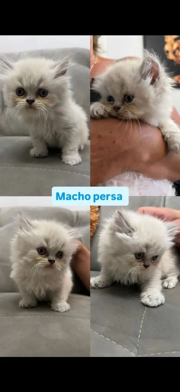 Macho perça