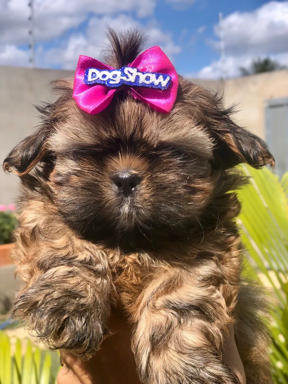 Shihtzu mini! - Foto 4