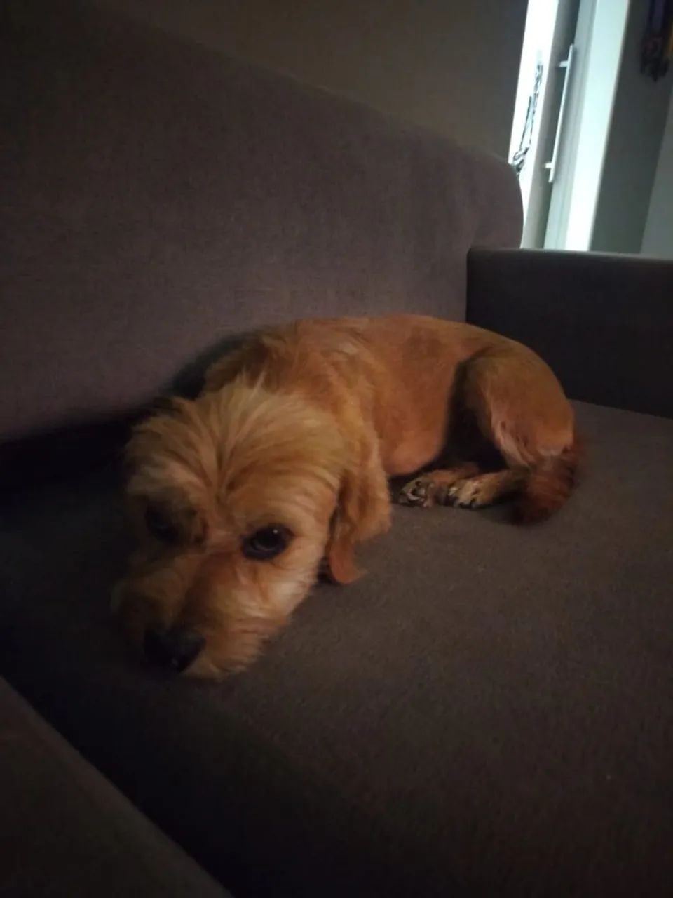 Doação de cachorrinha 