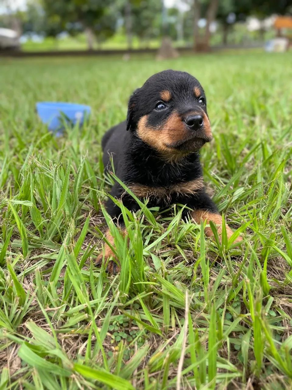 Rottweiler Macho  - Foto 4