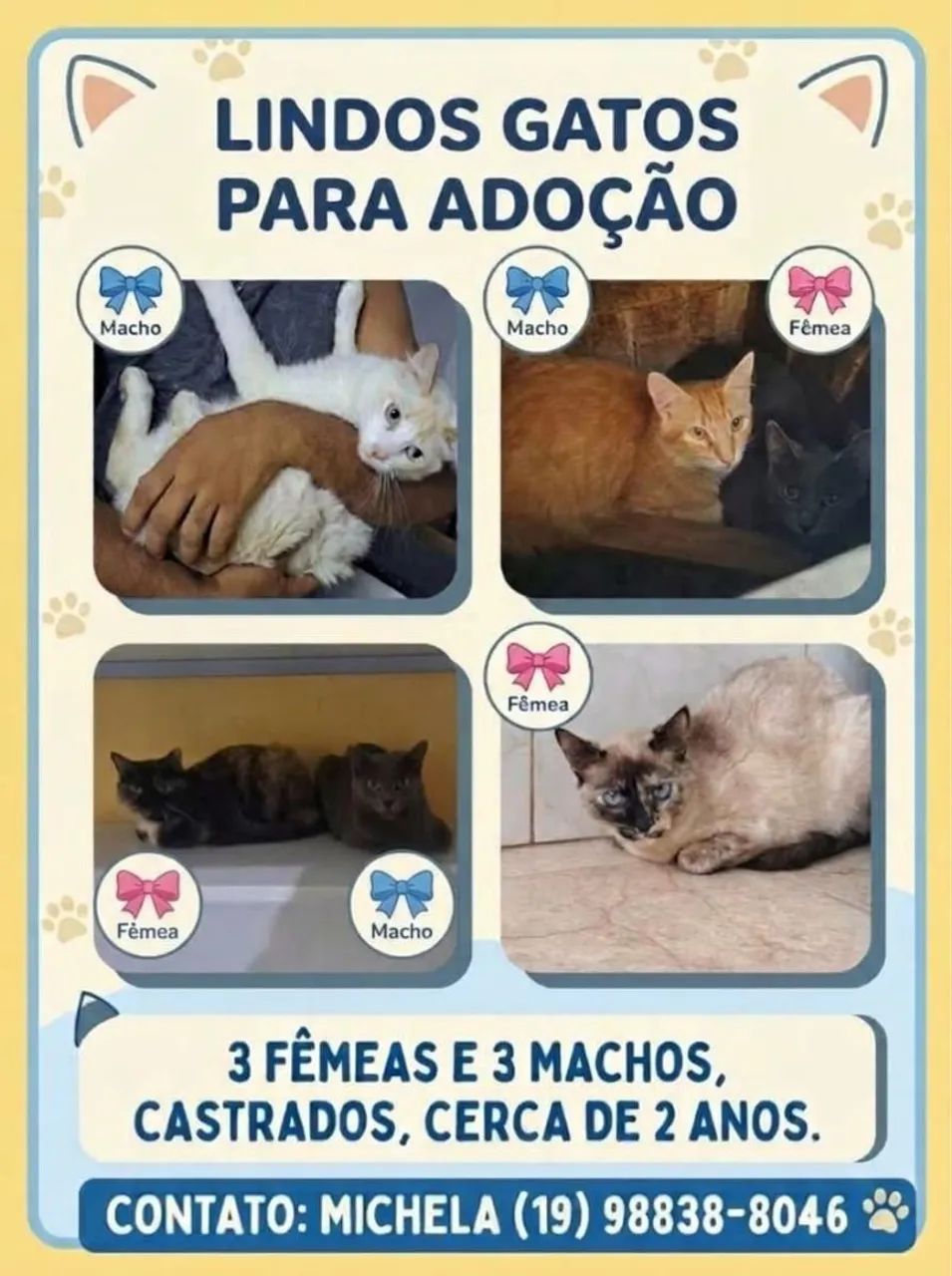 Gatinhos