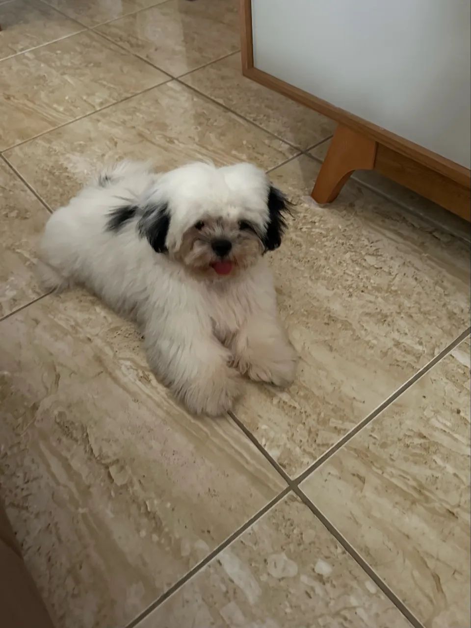 Cachorro da raça Shith zuh macho  - Foto 3