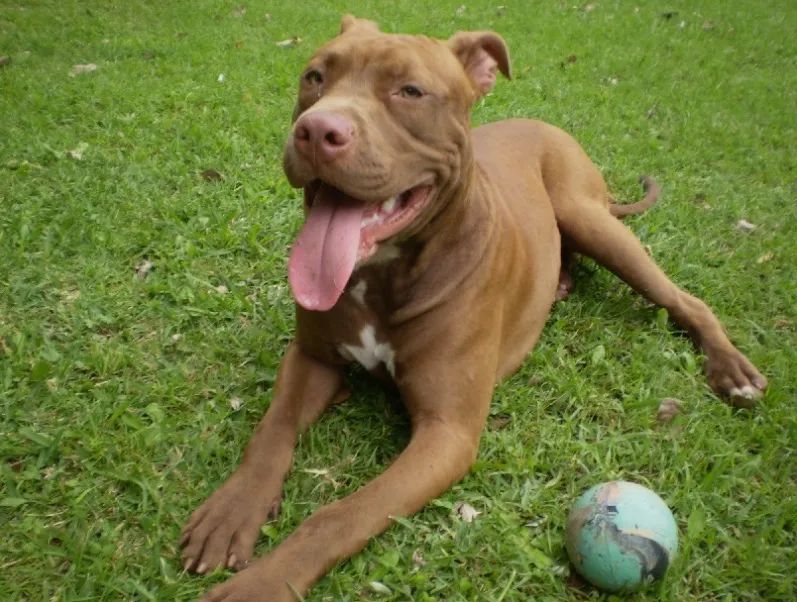 Pitibull para doação  - Foto 3