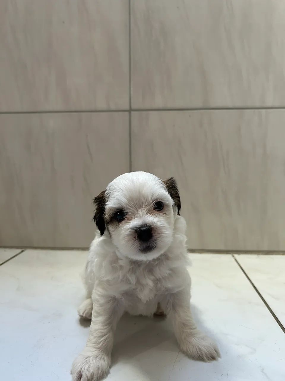 Filhote de lhasa apso - Foto 2