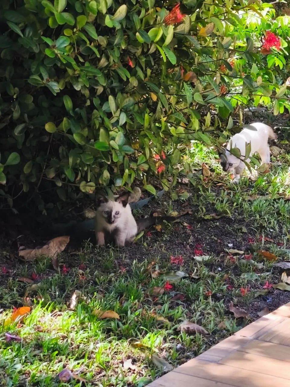 Doação de gatinho siamês  - Foto 4