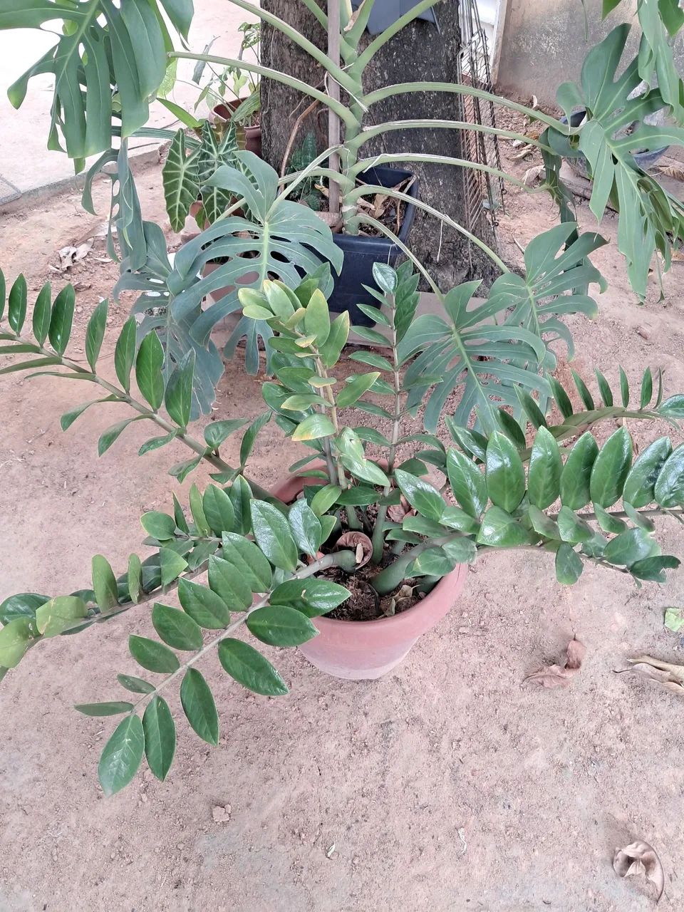 Planta  - Foto 2