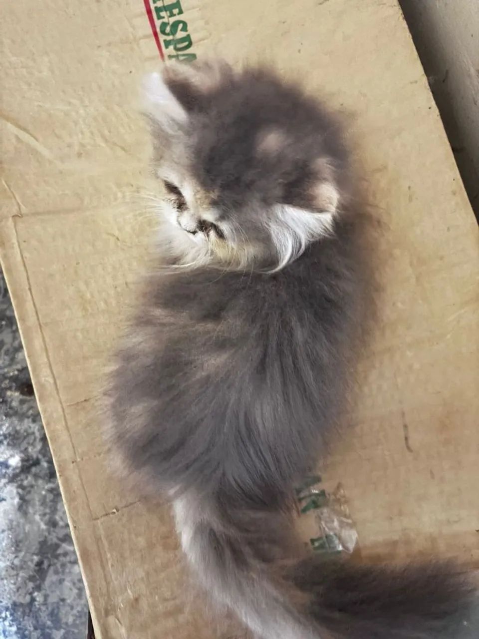 Gatos persas - Foto 4