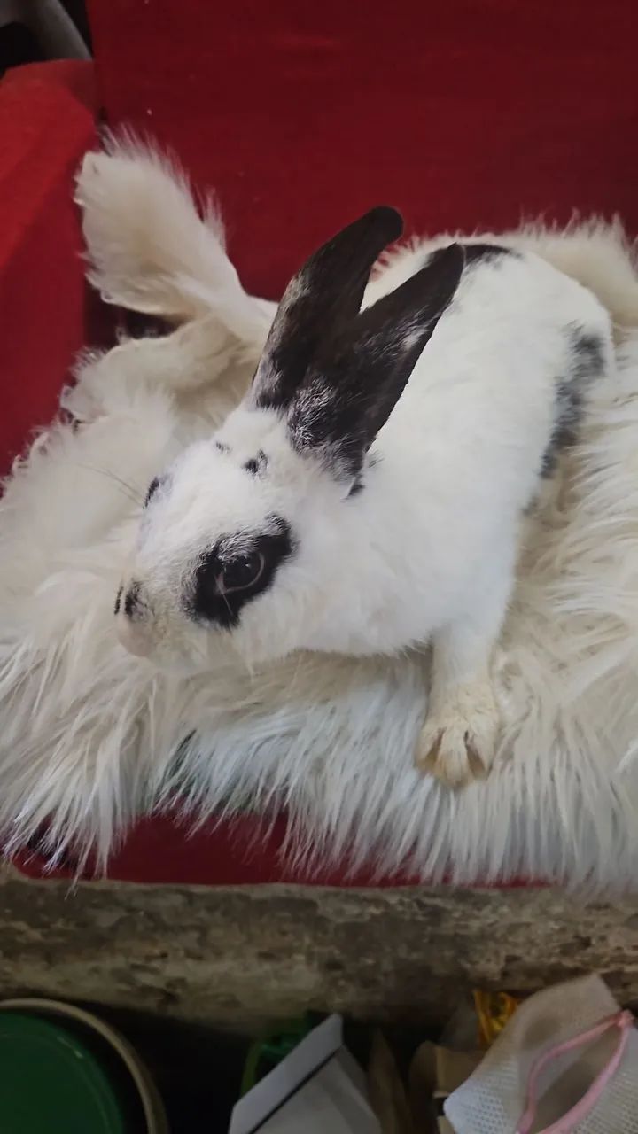 Mini coelho pra venda machos promoção - Foto 4