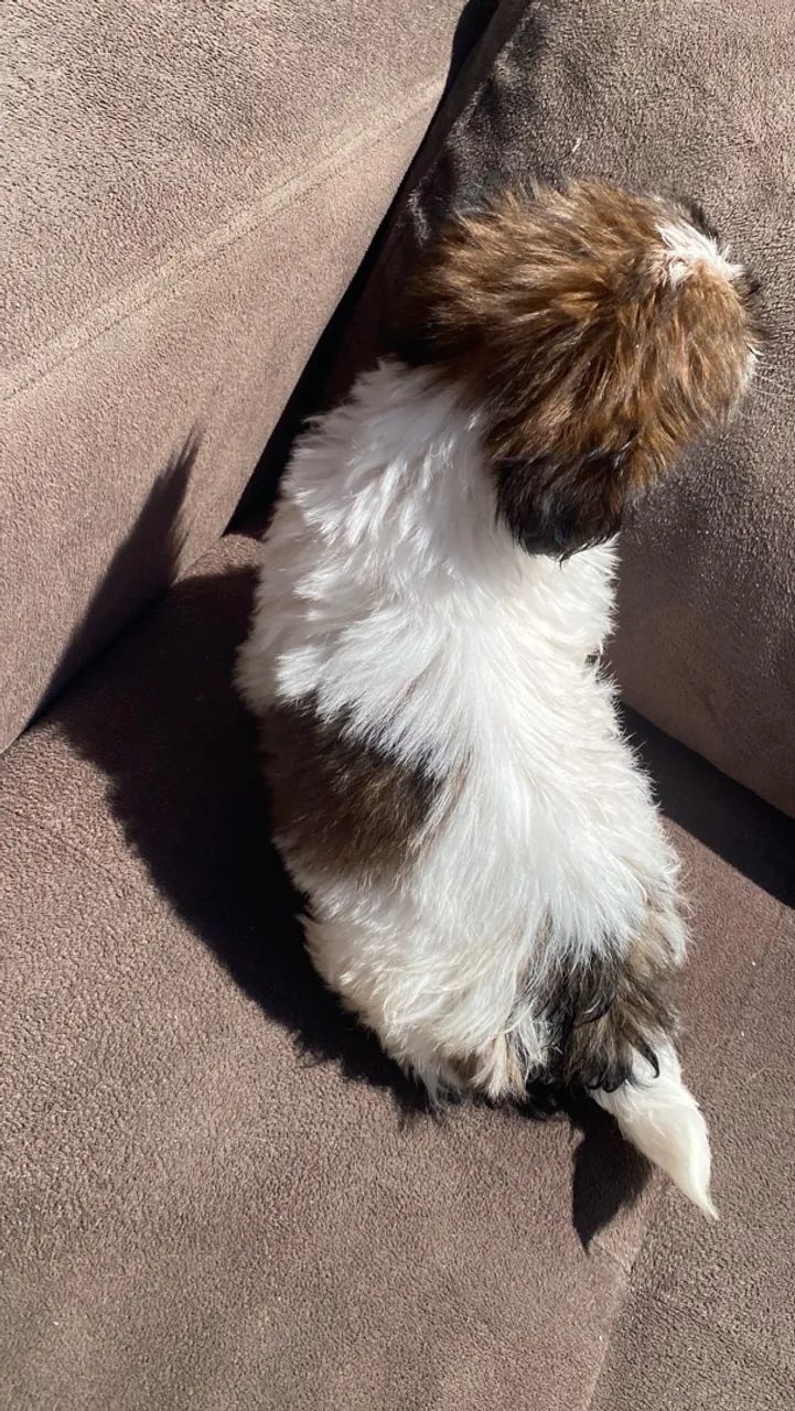 Macho / fêmea shihtzu puro - Foto 5