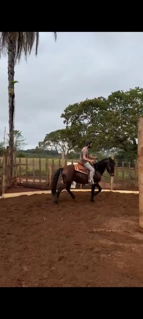 Cavalo 