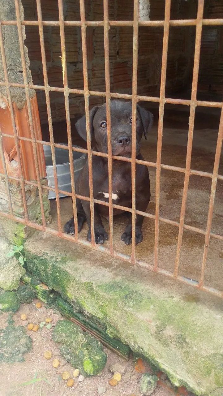 Pra vende  - Foto 4