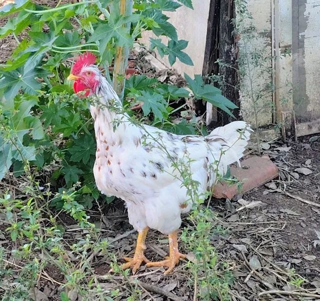 Frango GSB