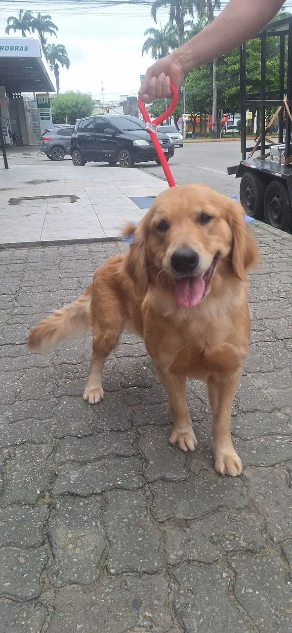 Golden Retriever  - Foto 2