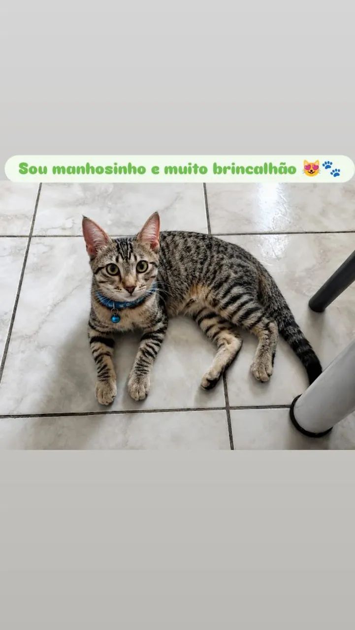 Gato macho , fofinho