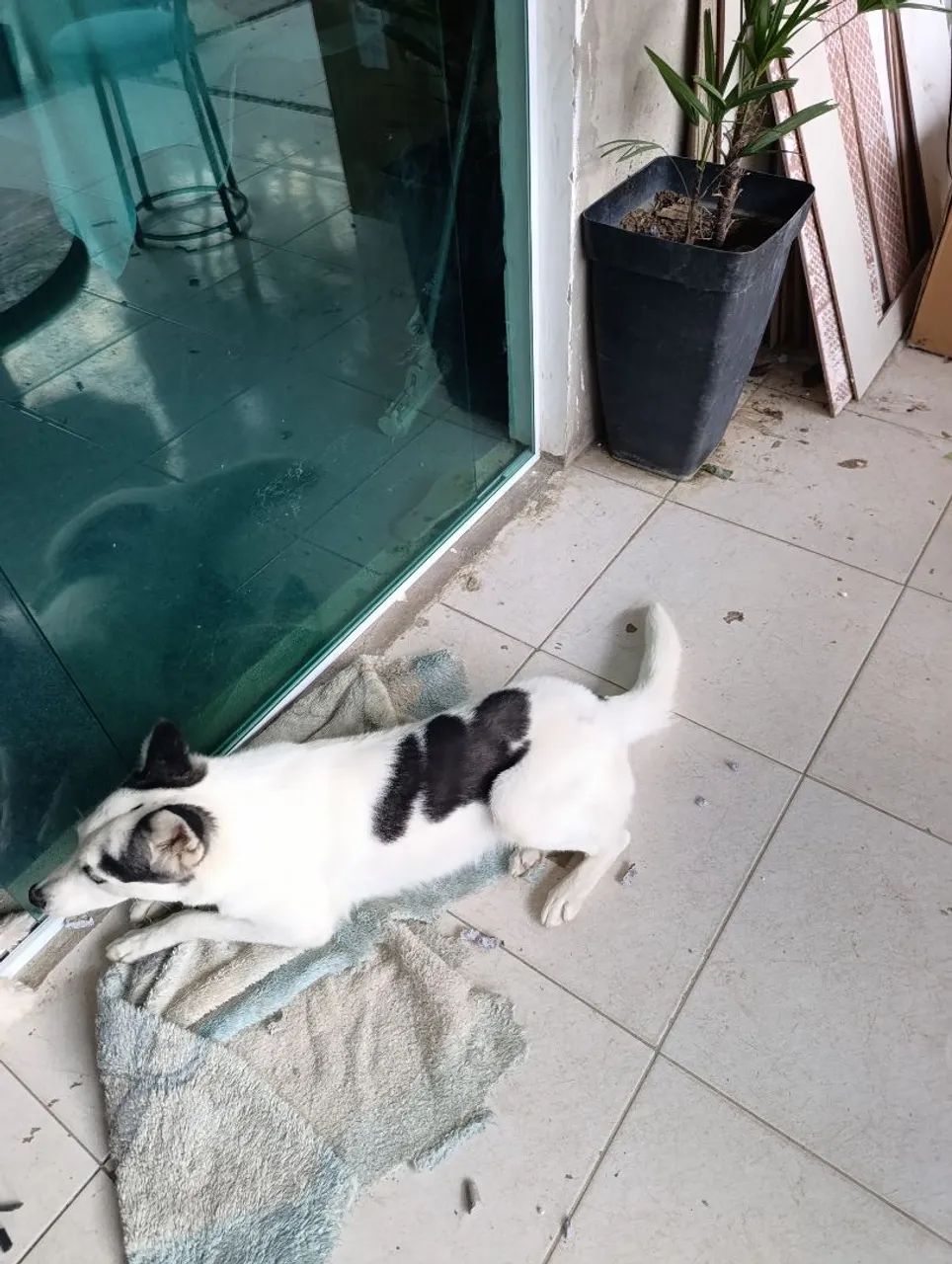 ME ADOTA ? - Foto 2