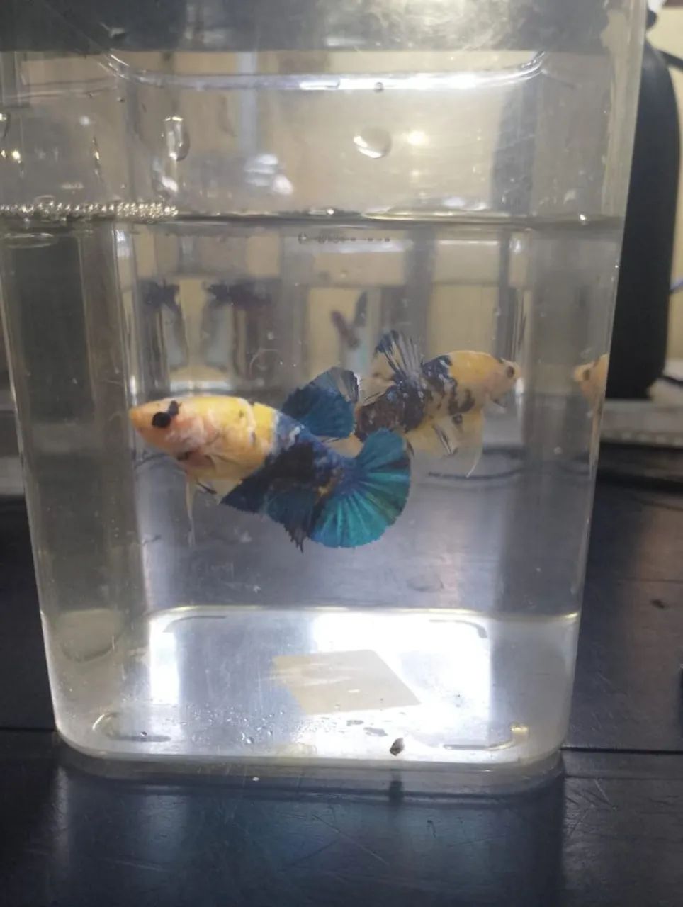 Betta YF - Foto 2