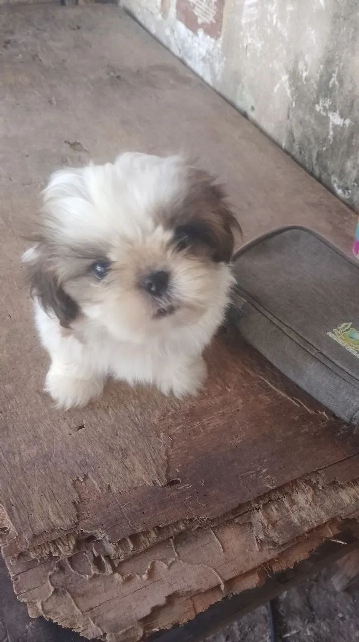 Cachorro Shitzu  - Foto 2