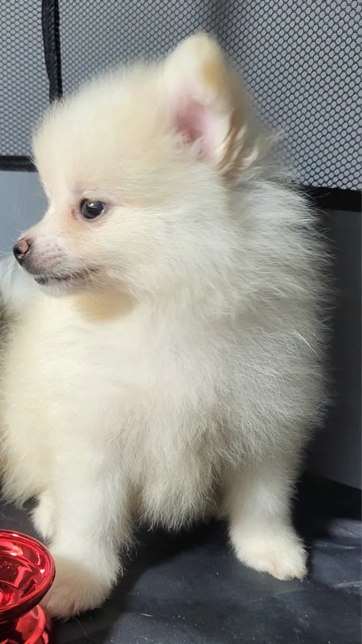 Spitz alemão  - Foto 3