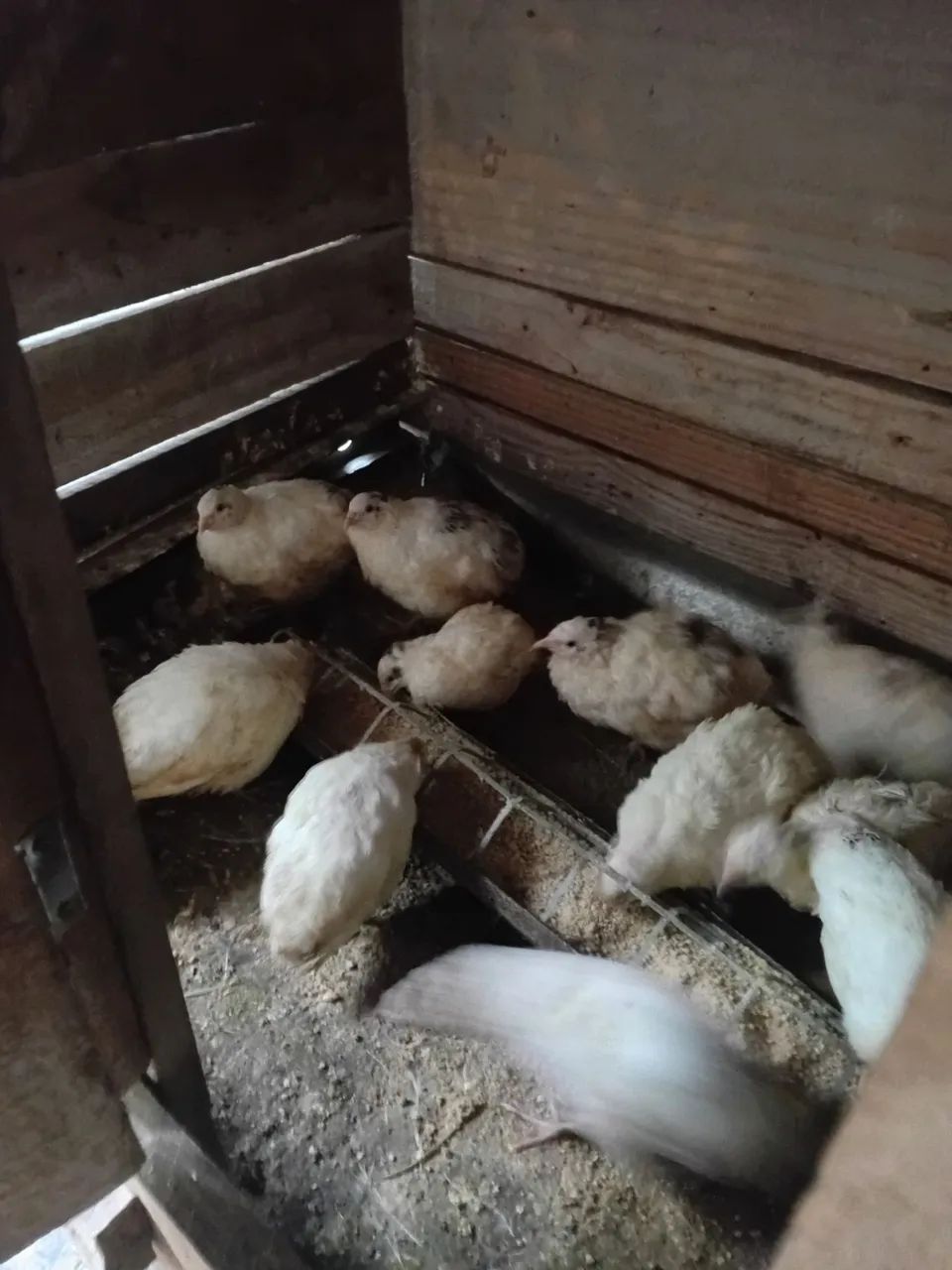 Vendo codornas  - Foto 2