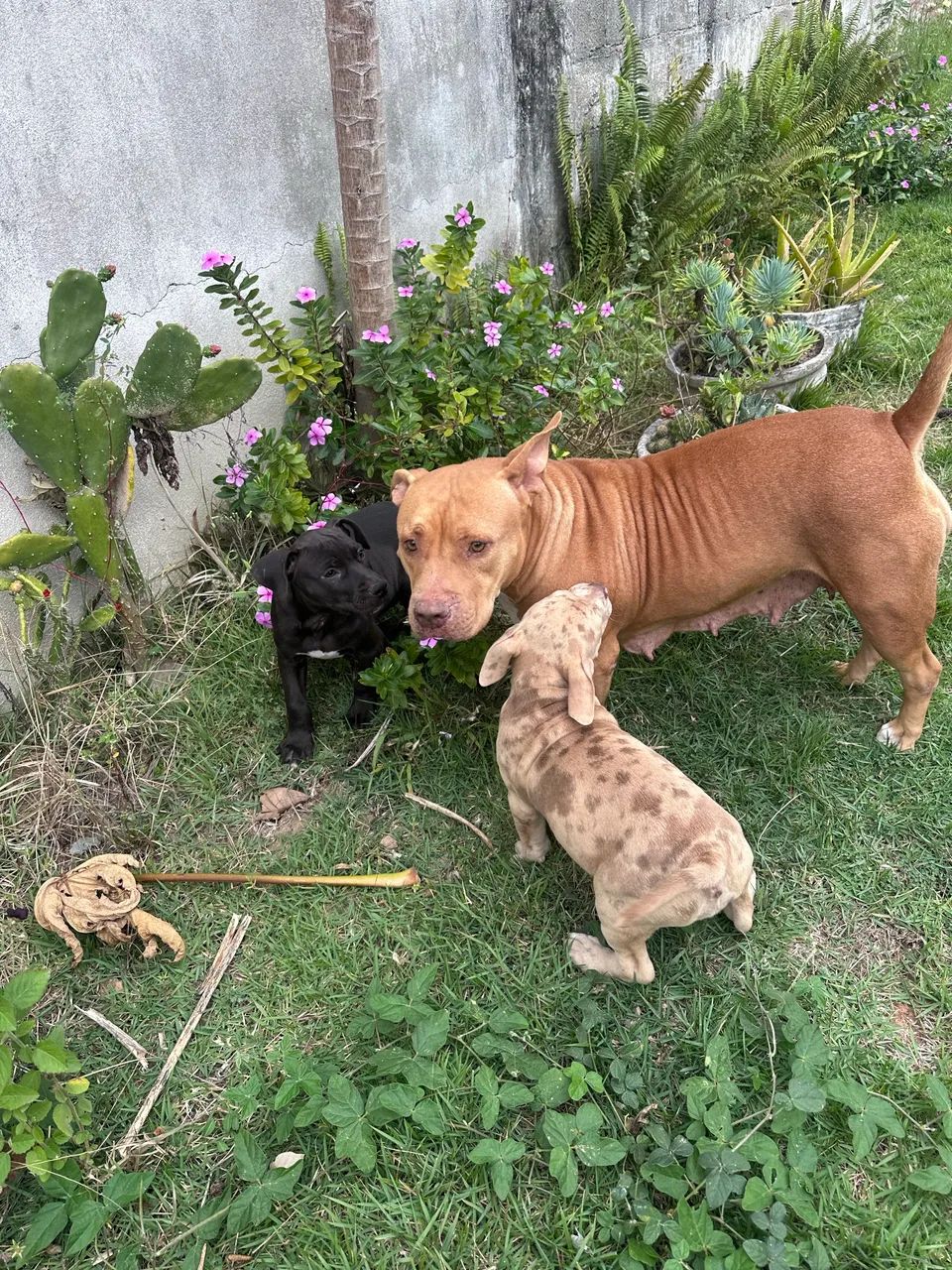 American bully  - Foto 2