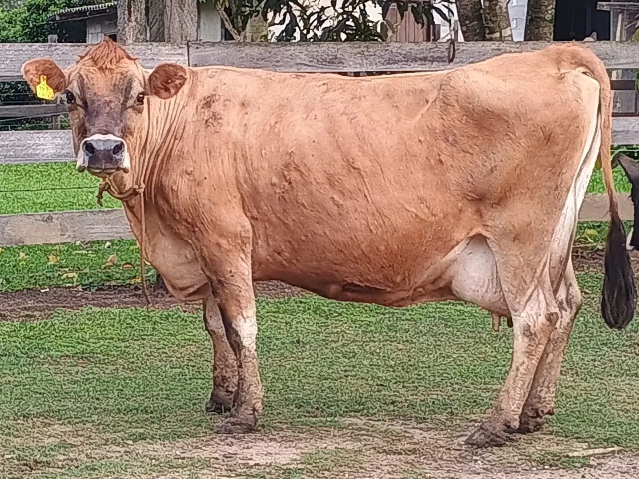 Vaca gersy 