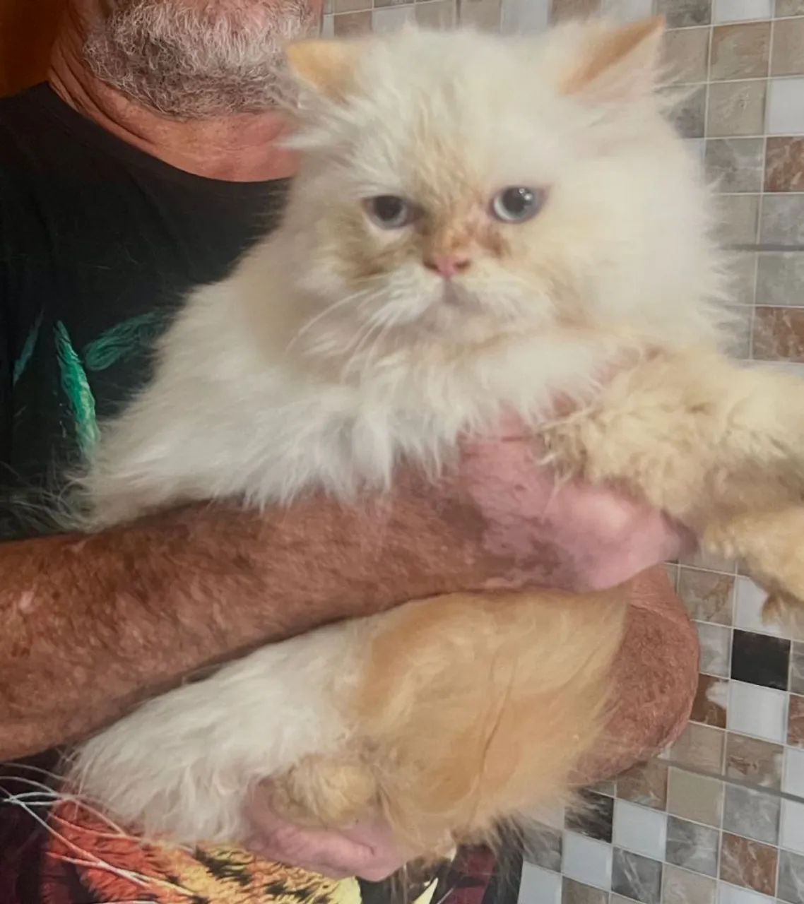 Gato Persa | Quer o seu ? Me chama no WhatsApp 
