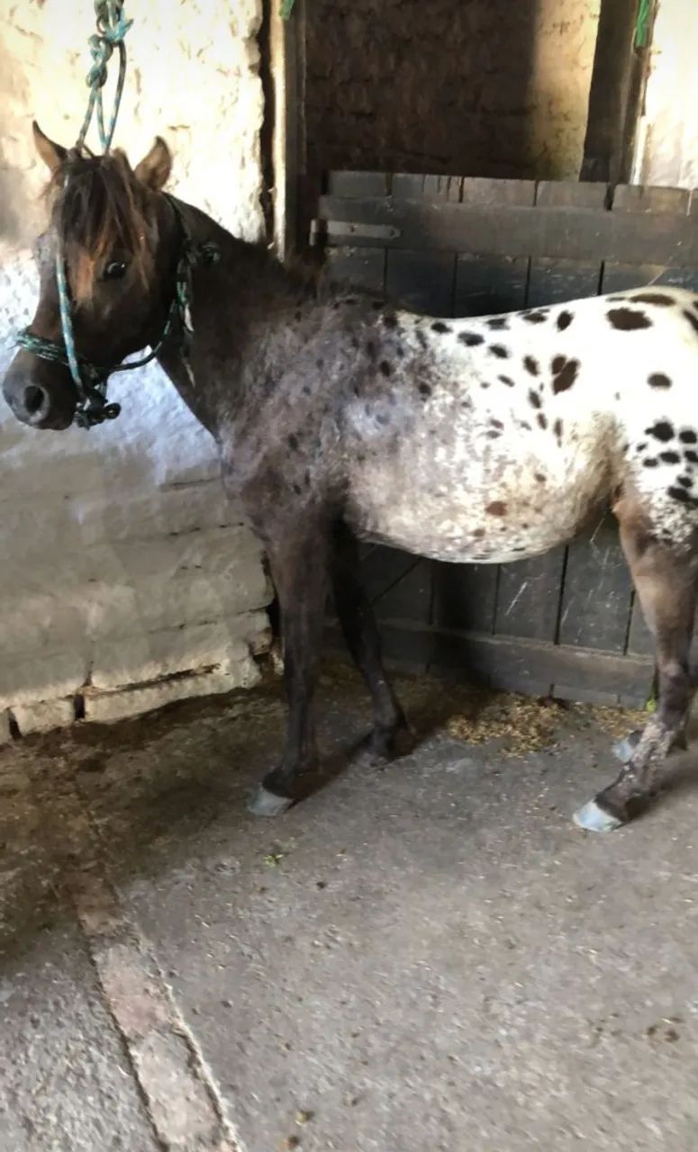 Vendo Pônei Tubiano lindo, lindo e muito mansinho.ponei tem  6 meses  perfeito para pet  - Foto 4