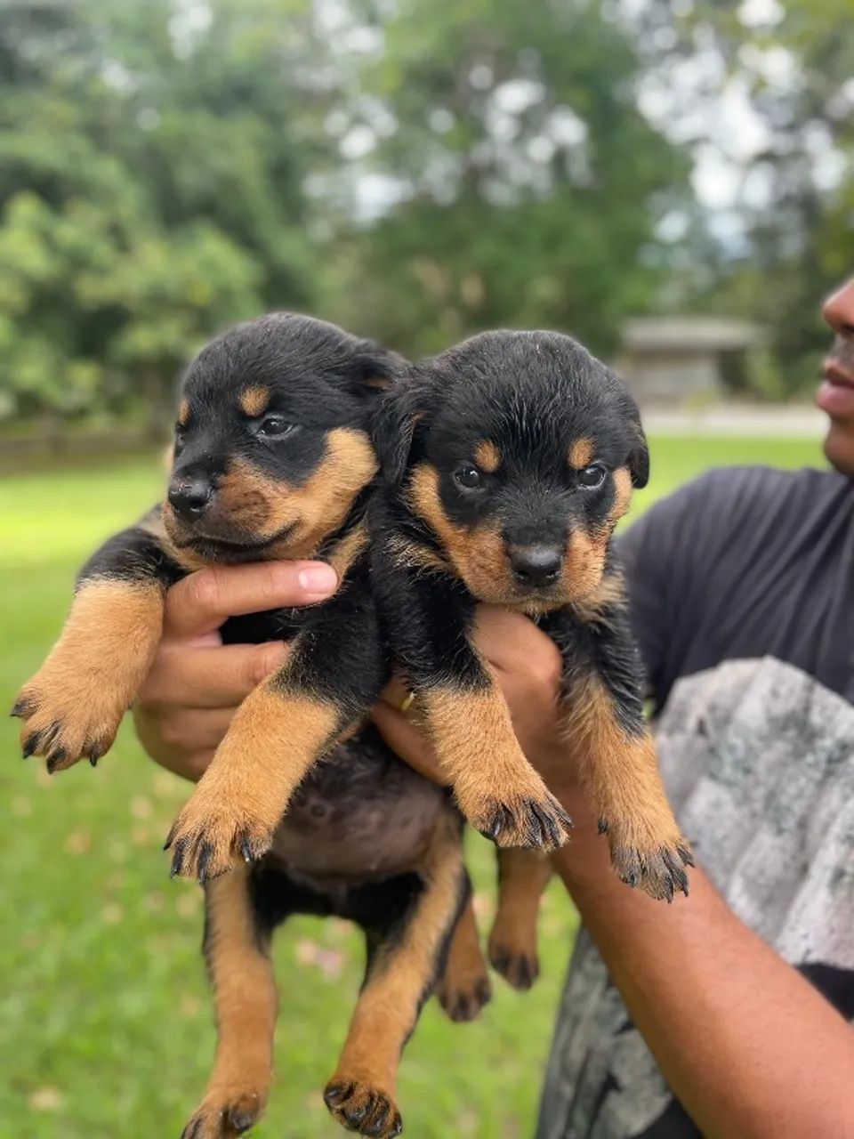 Rottweiler Macho  - Foto 3