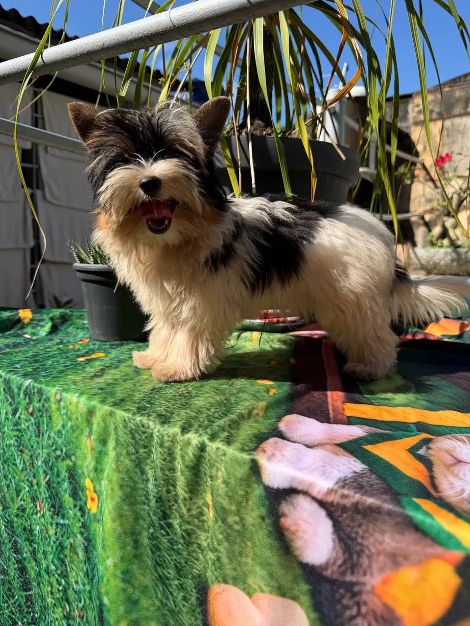 Biewer Terrier 