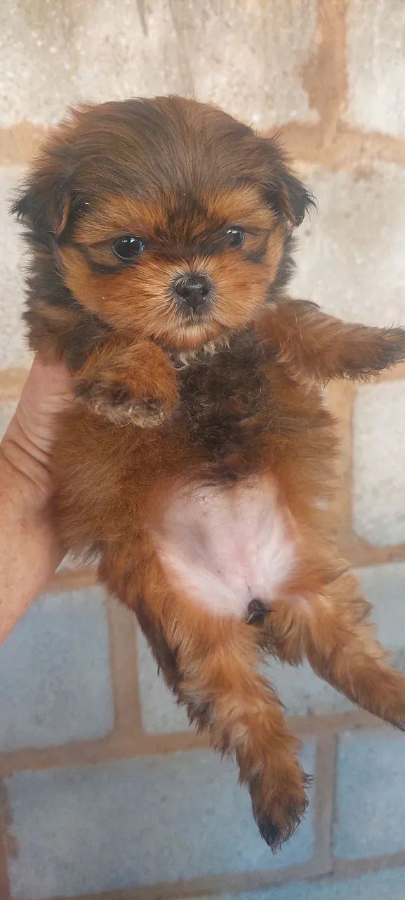 Shihtzus 