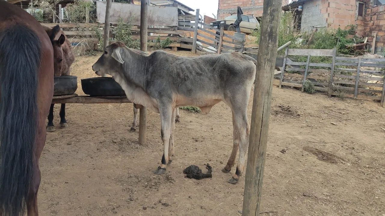 Bezerra  - Foto 2