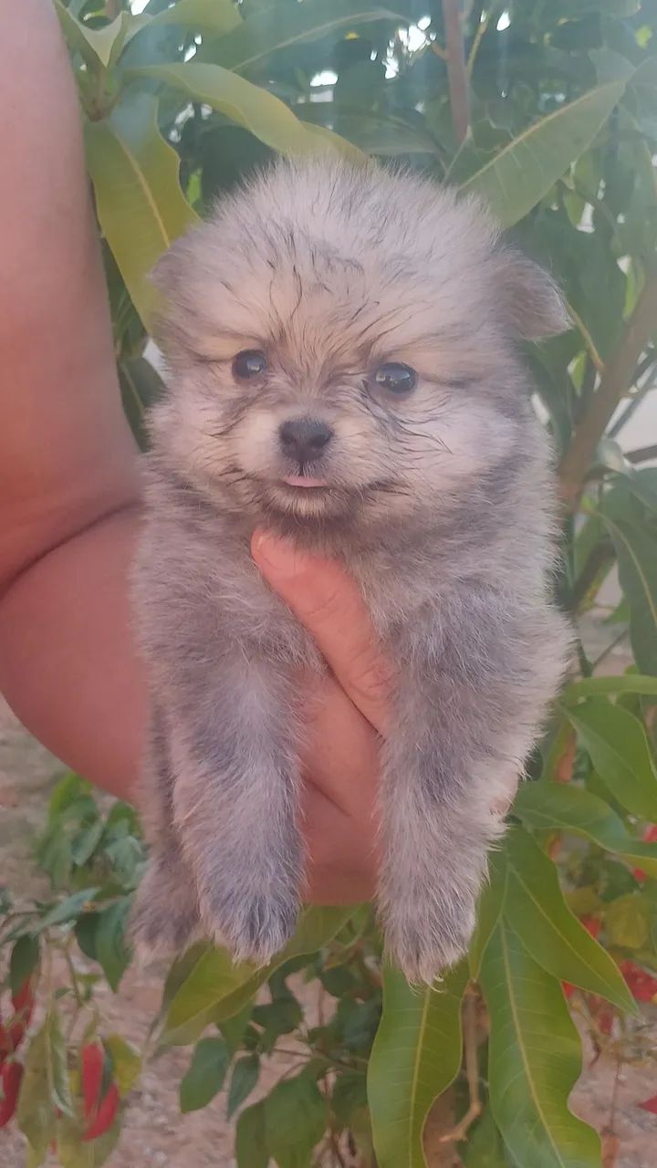 Spitz Alemão  - Foto 5