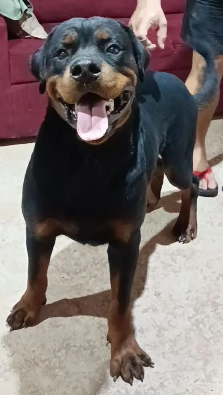 Cachorro Rottweiler  - Foto 2