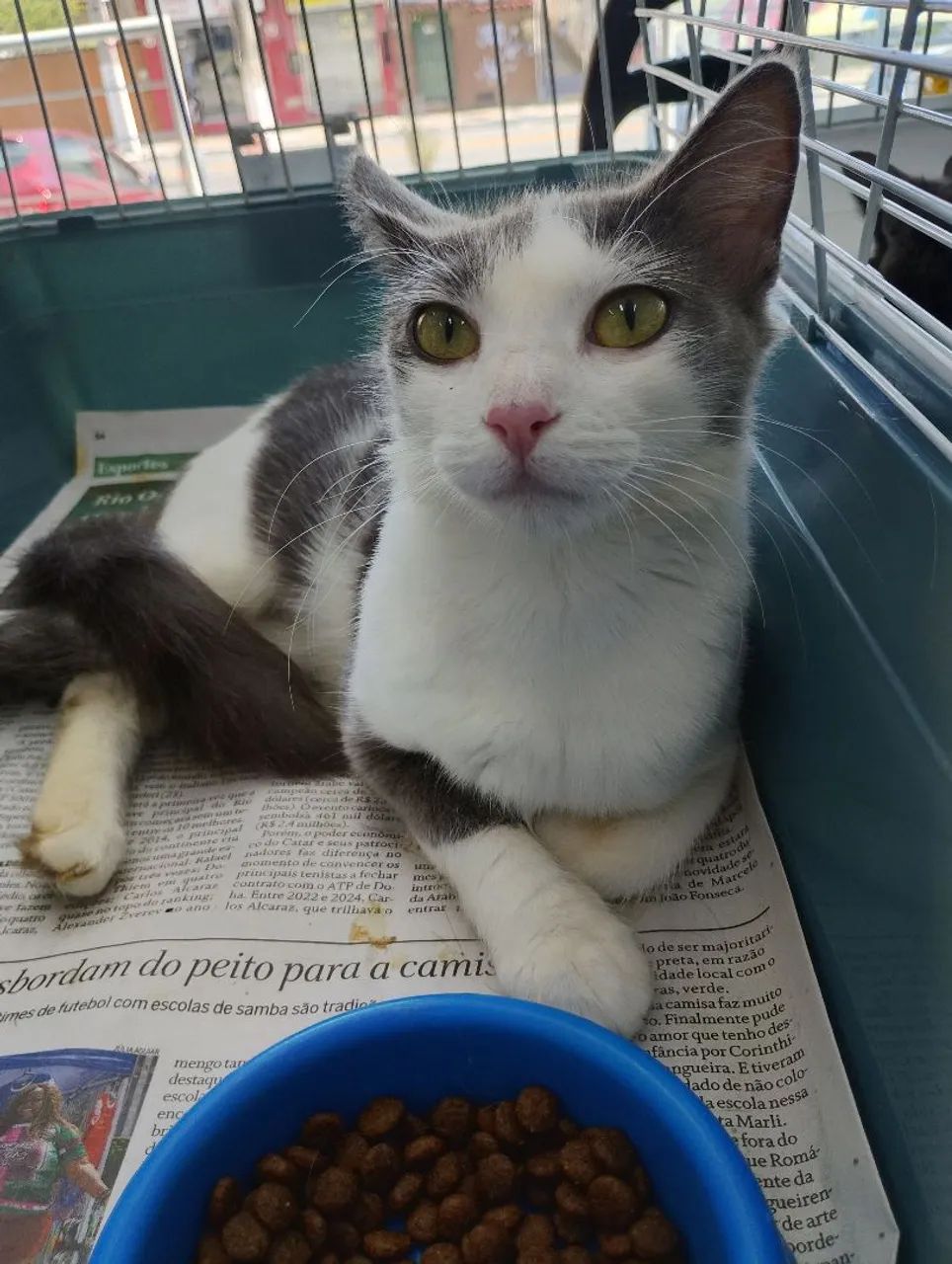 Gata CASTRADA, VACINADA e Vermifugada para adoção responsável 