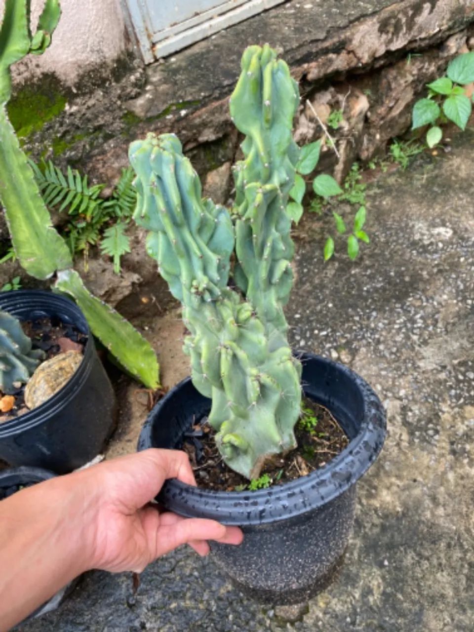 cacto monstro