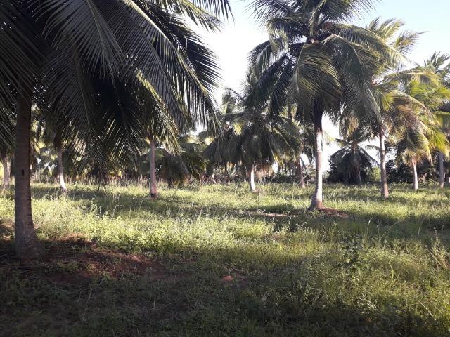 Fazenda 87,31 tarefas em Conde - Foto 18