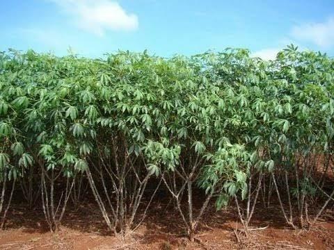 Mandioca para farinha e tapioca tonelada - Foto 2