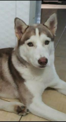 Husky Siberiano - Foto 4