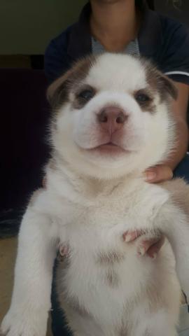 Husky Siberiano