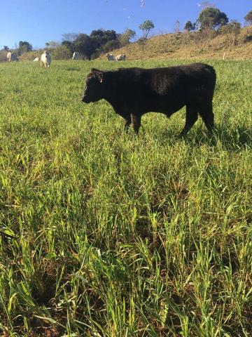 Fazenda de 63.4 Alqueires. 40 Alq mec .20 Alq de Pasto .Nova Laranjeiras - PR - Foto 5