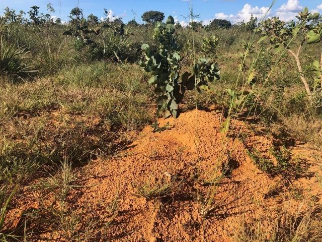 Fazenda em Paranatinga MT - Foto 17