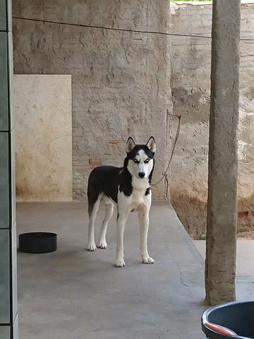 Husky Siberiano - Foto 3