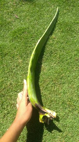 Babosa - aloe vera - Foto 3