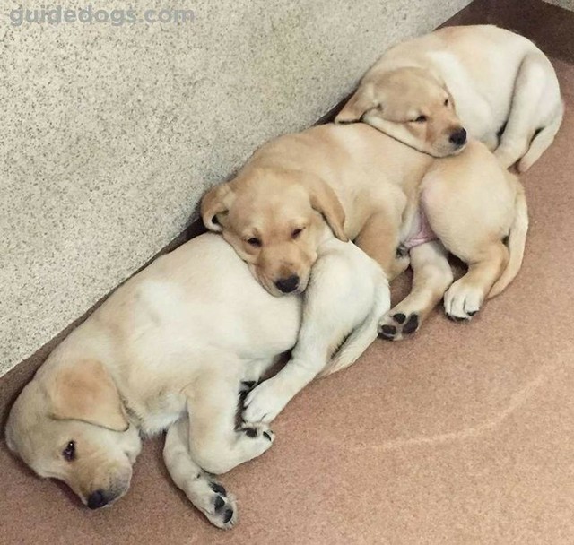Labrador retriever carinhosos e sapeca pra vc 