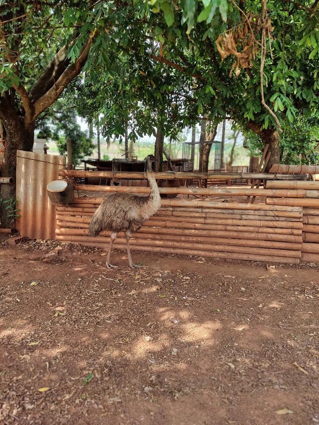 Casal emu