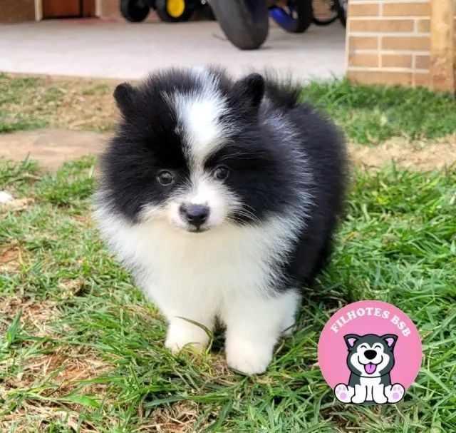 Spitz alemão Macho Pedigree CBKC 10x sem juros - envio gratis*  - Foto 2