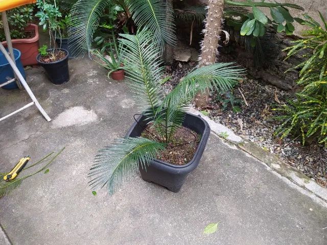 Muda de palmeira Sagú - Foto 4