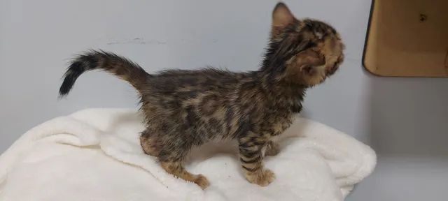 Bengal - Foto 3