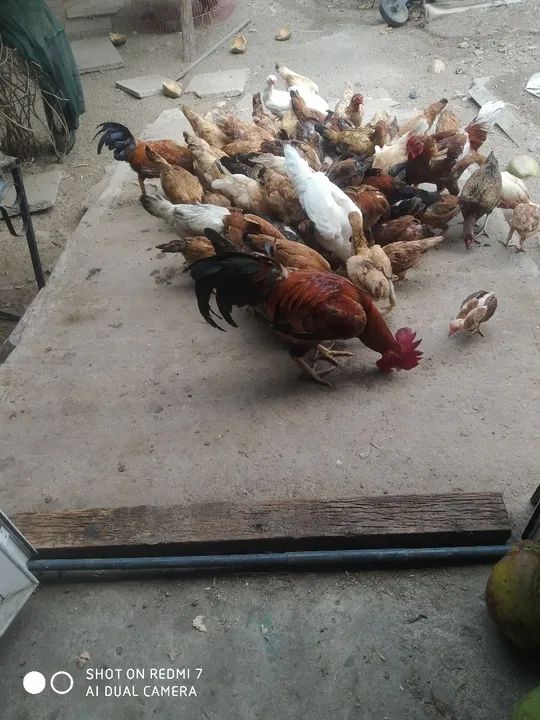 Galinhas caipira  - Foto 2